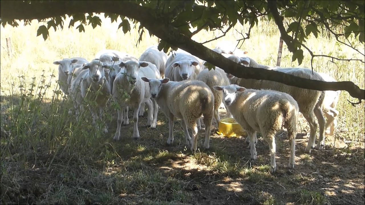 GR 129 : entre Torgny et Couvreux (Gaume, Belgique)