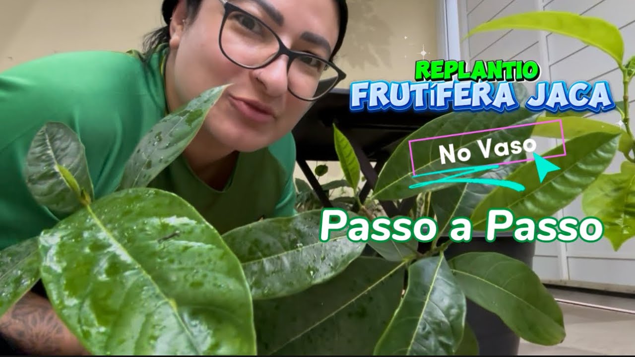 👉 Não plante jaqueira em vaso antes de ver este vídeo! 🌱 Passo a passo completo 🪴#frutífera 