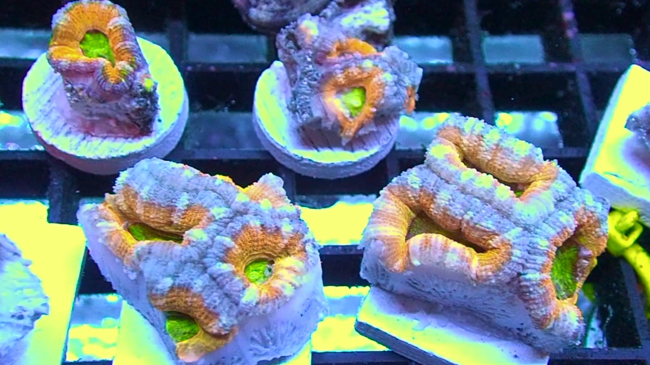 Rainbow Acan Frags and New Colony