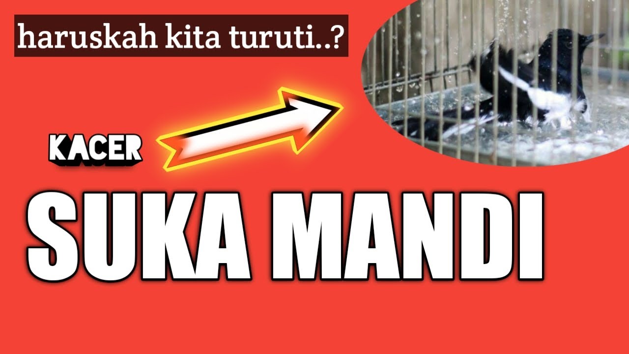 Rawatan kacer suka mandi | kacer obesitas | kacer over birahi setelah mabung