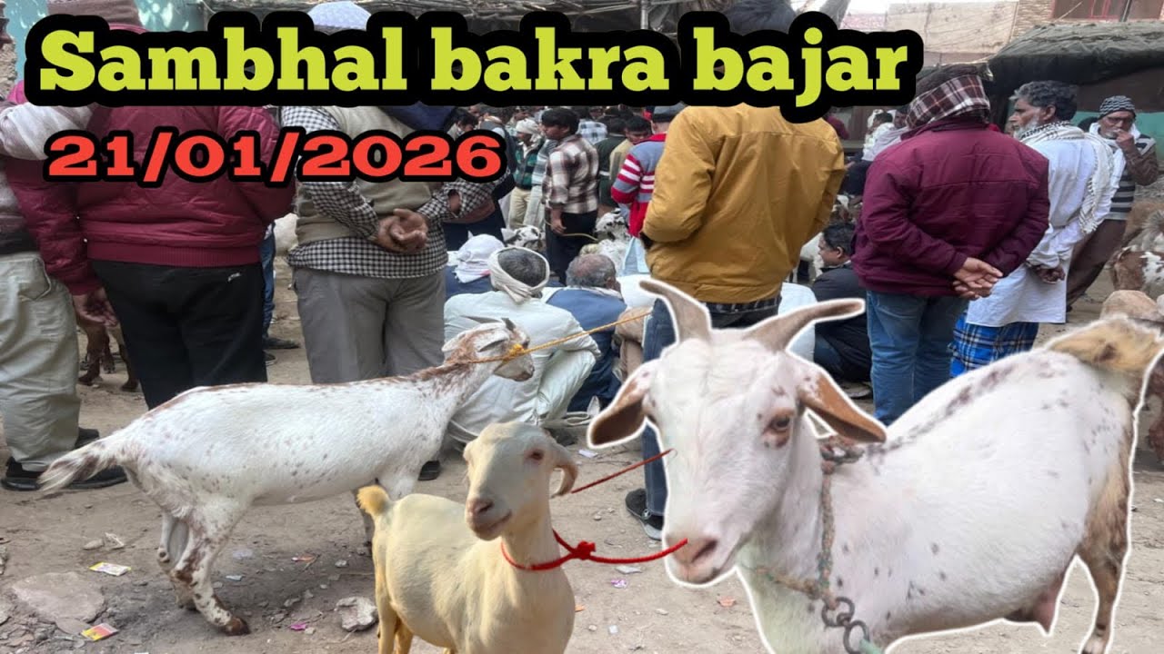 संभल बकरा मंडी ll 21/01/2026 ll saratarin bakra mandi Live Update with prices ll Sambhal UP 