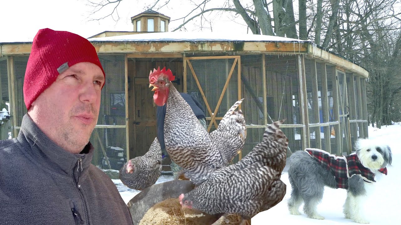 Feeding the Animals in Frigid Winter Conditions