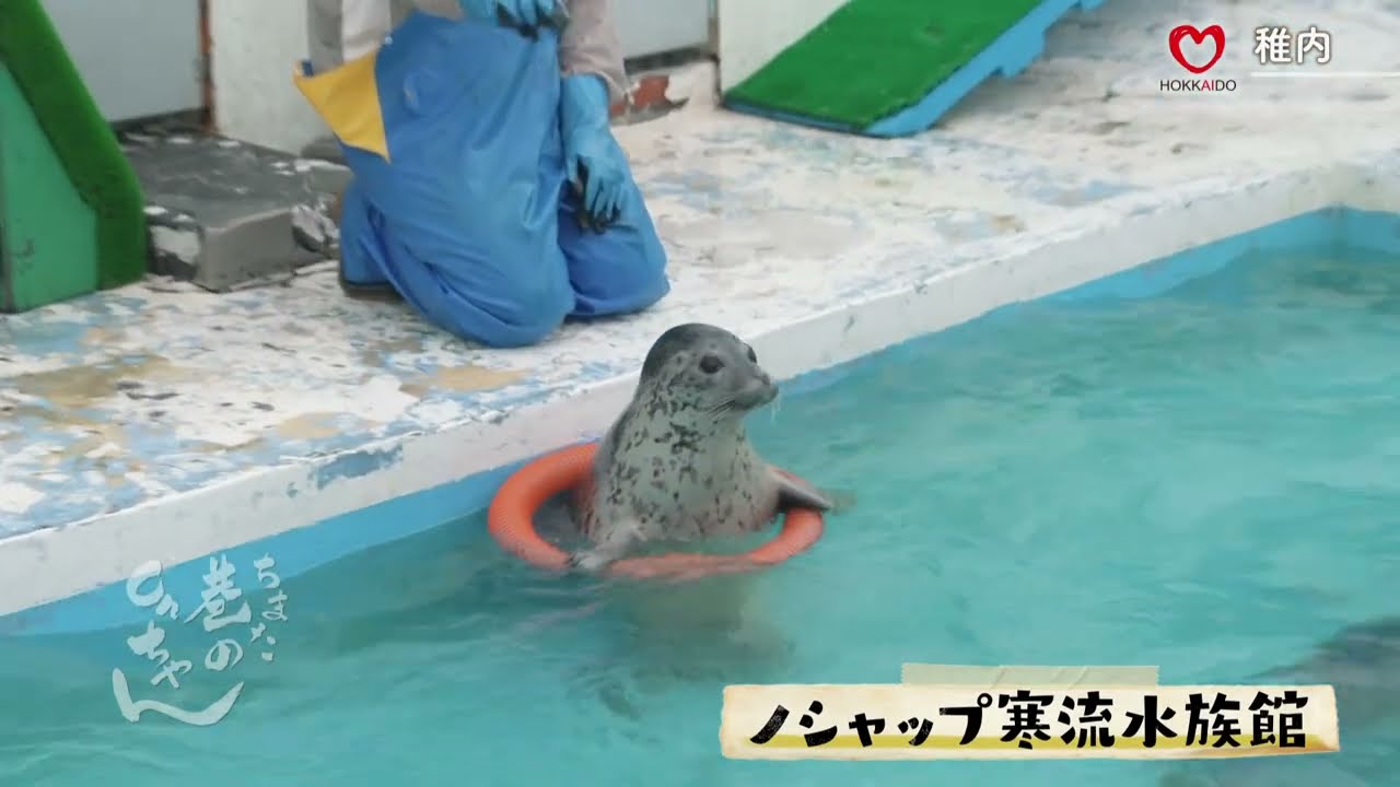 【公式】巷のonちゃん＃298　稚内　アザラシショー