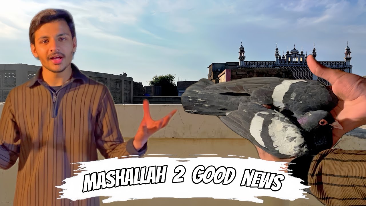 Mashallah ek or nayab kabootar agaya ❤️ || Pets Zone 