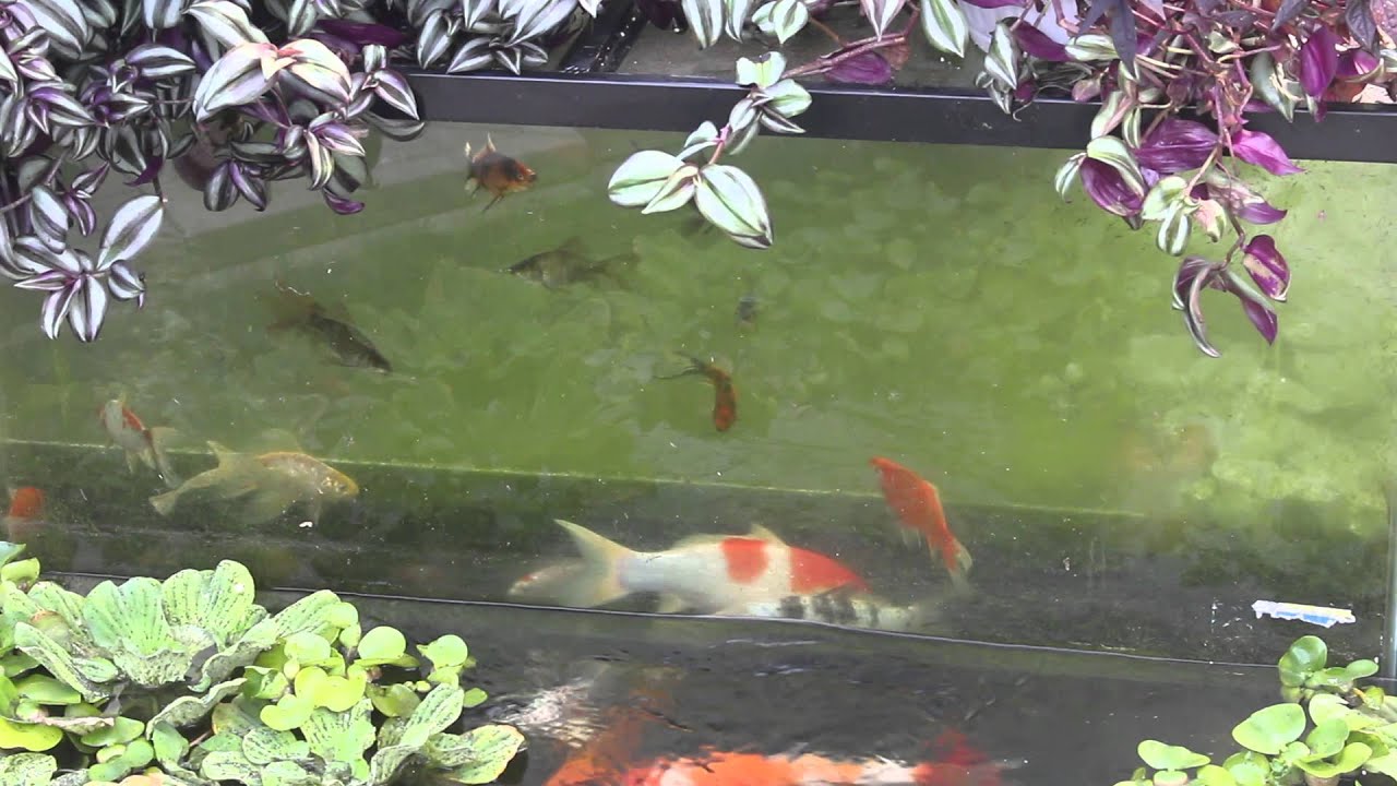 KOI TRAINING