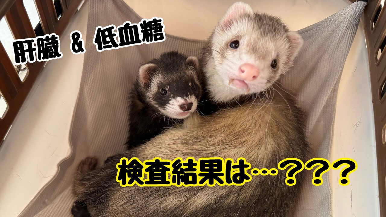 ごんちゃんのインスリノーマ疑いの結果。
