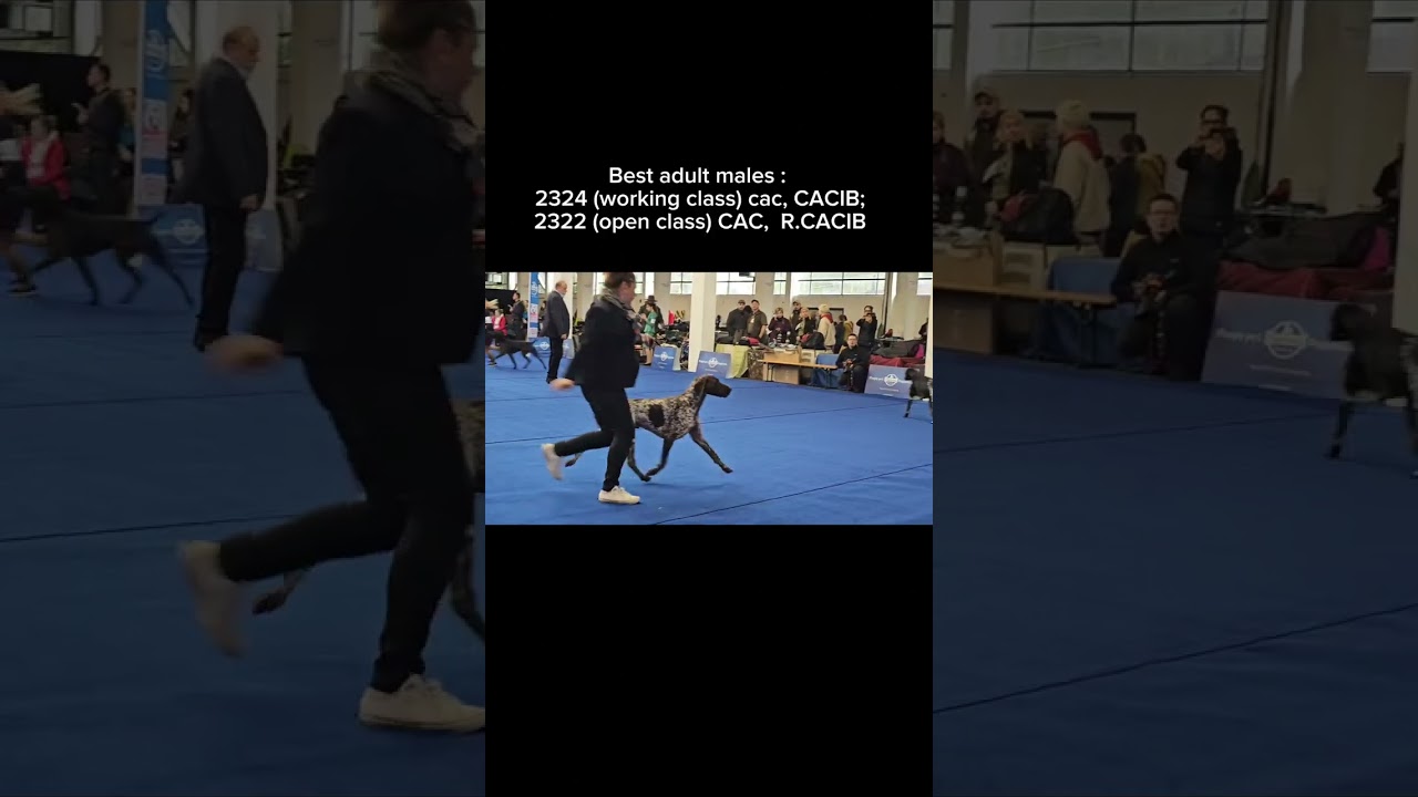 International Spring Dog Show, Zagreb, Croatia 24.04.2024 GSP (26) Judge: Nenad Jagodic, Croatia 🇭🇷