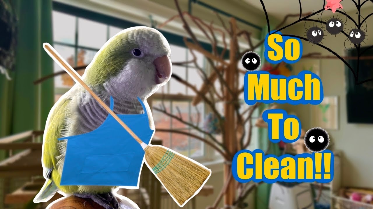 Clean The Bird Room With Me | Deep Cleaning