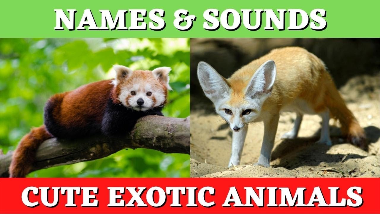 CUTE EXOTIC ANIMALS for Kids | Rare Animal Videos for Kindergarten, Preschool, Toddlers | Kids Tv