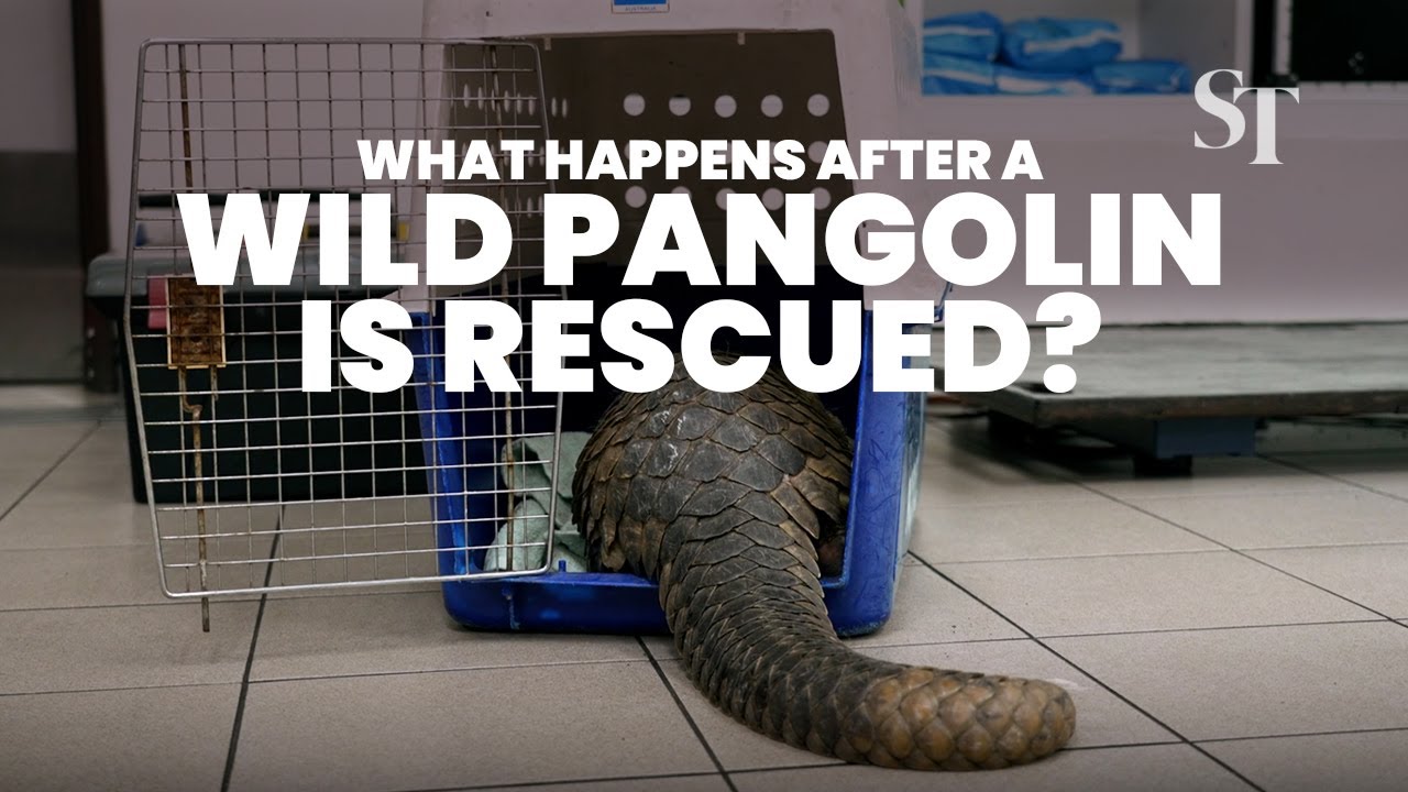 What happens to a wild pangolin after it is rescued?