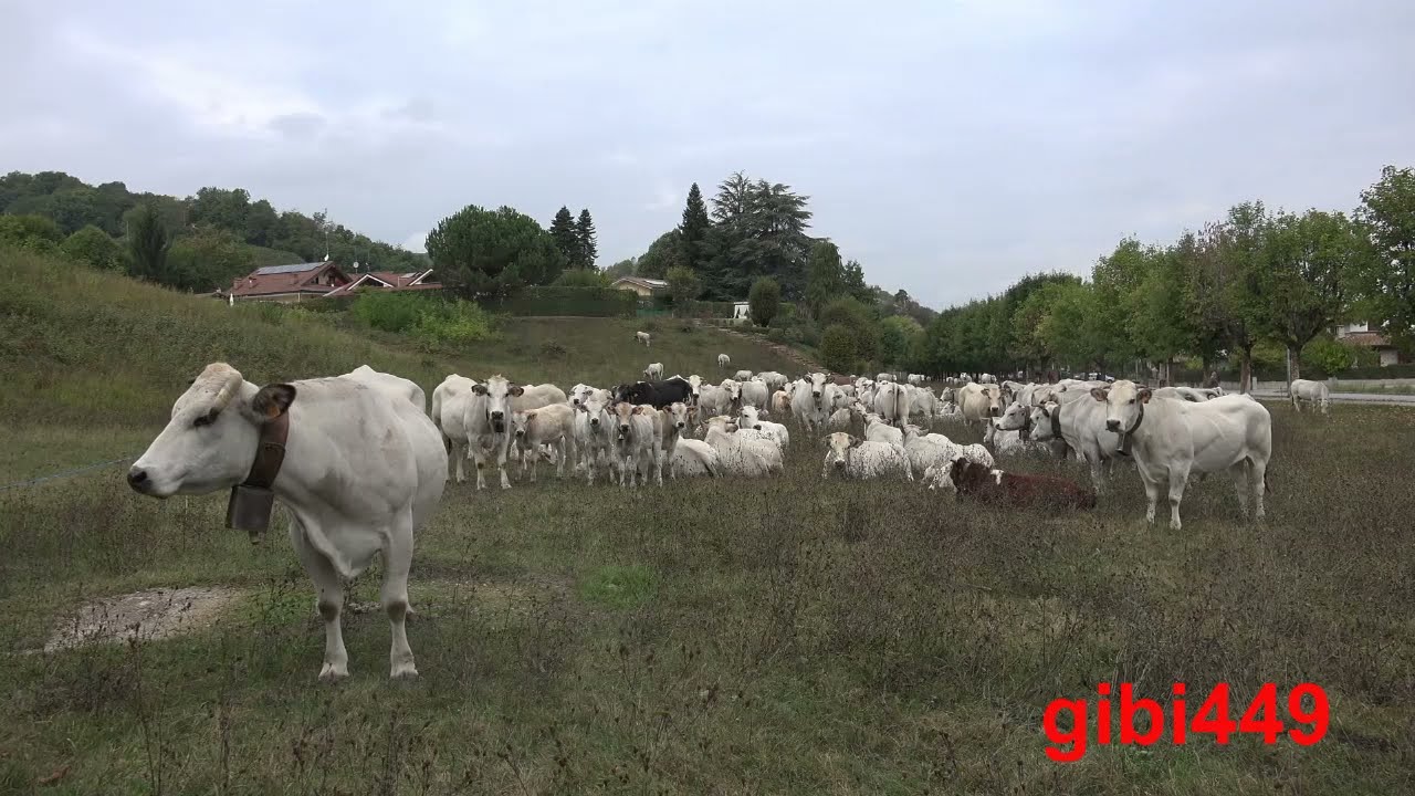 Montagna pulita  2021