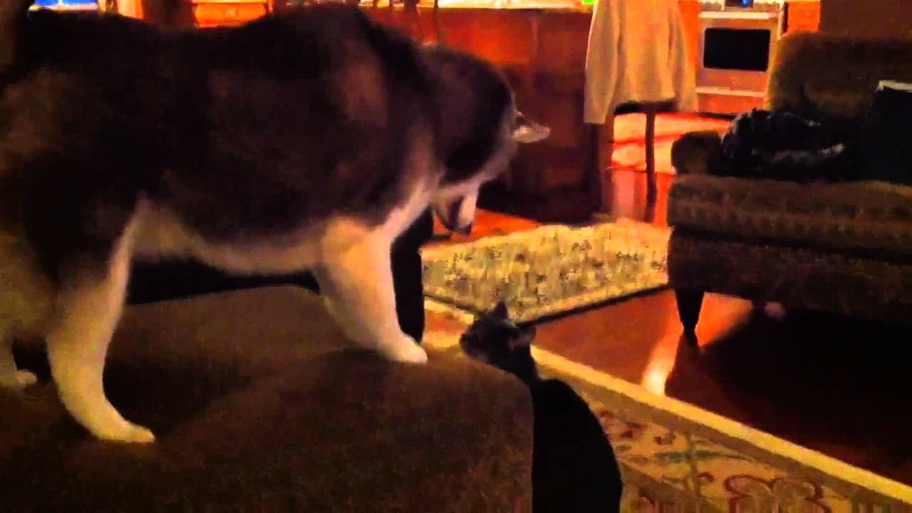 Husky vs. Tough cat 2
