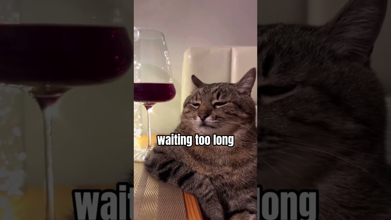 Mistakes Every Cat Owner Should Know