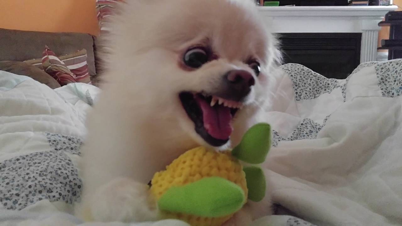 Pomeranian attacks cornholio