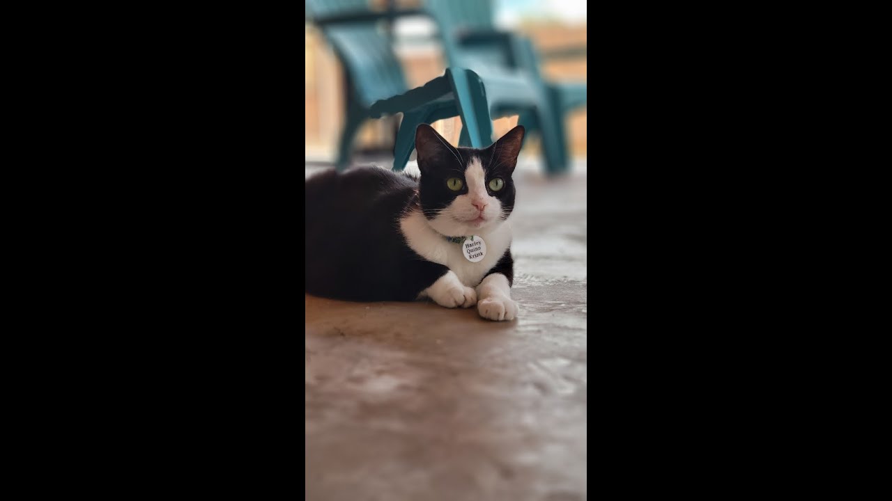 Harley