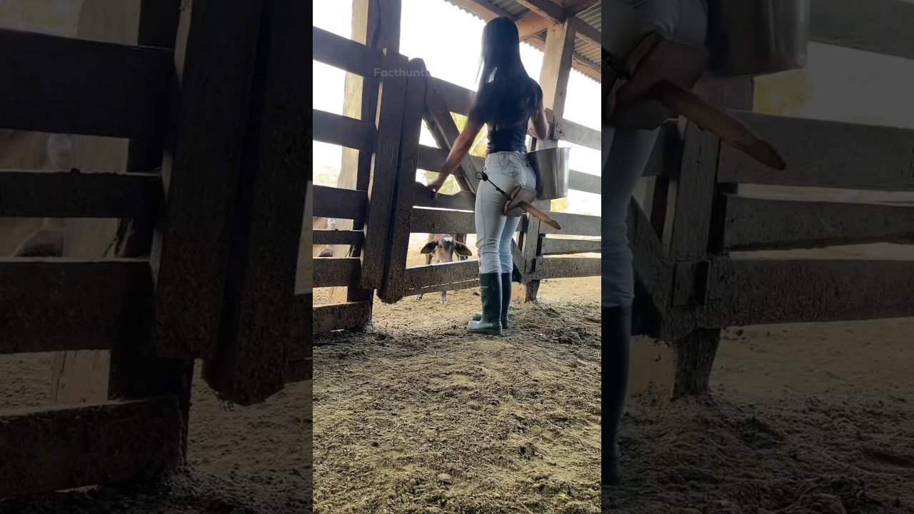 This is how cows are milking in Brazil