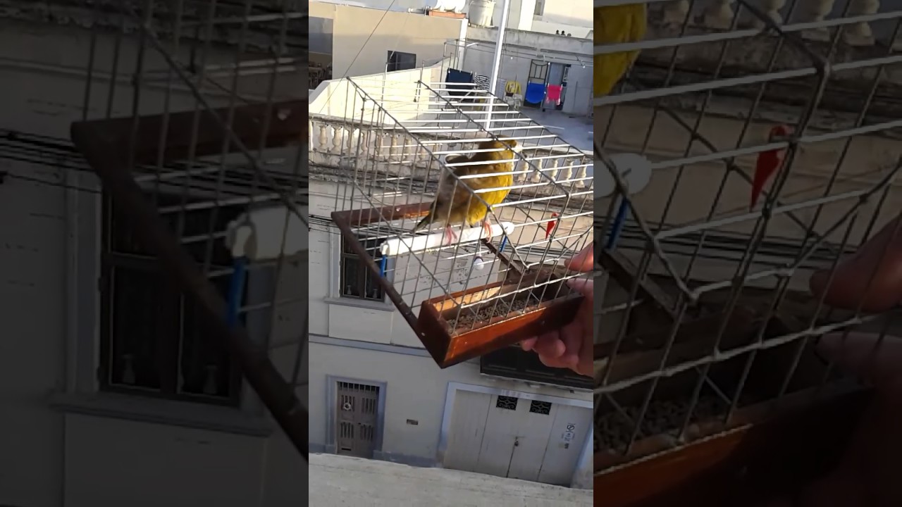 Il pajsa qormi