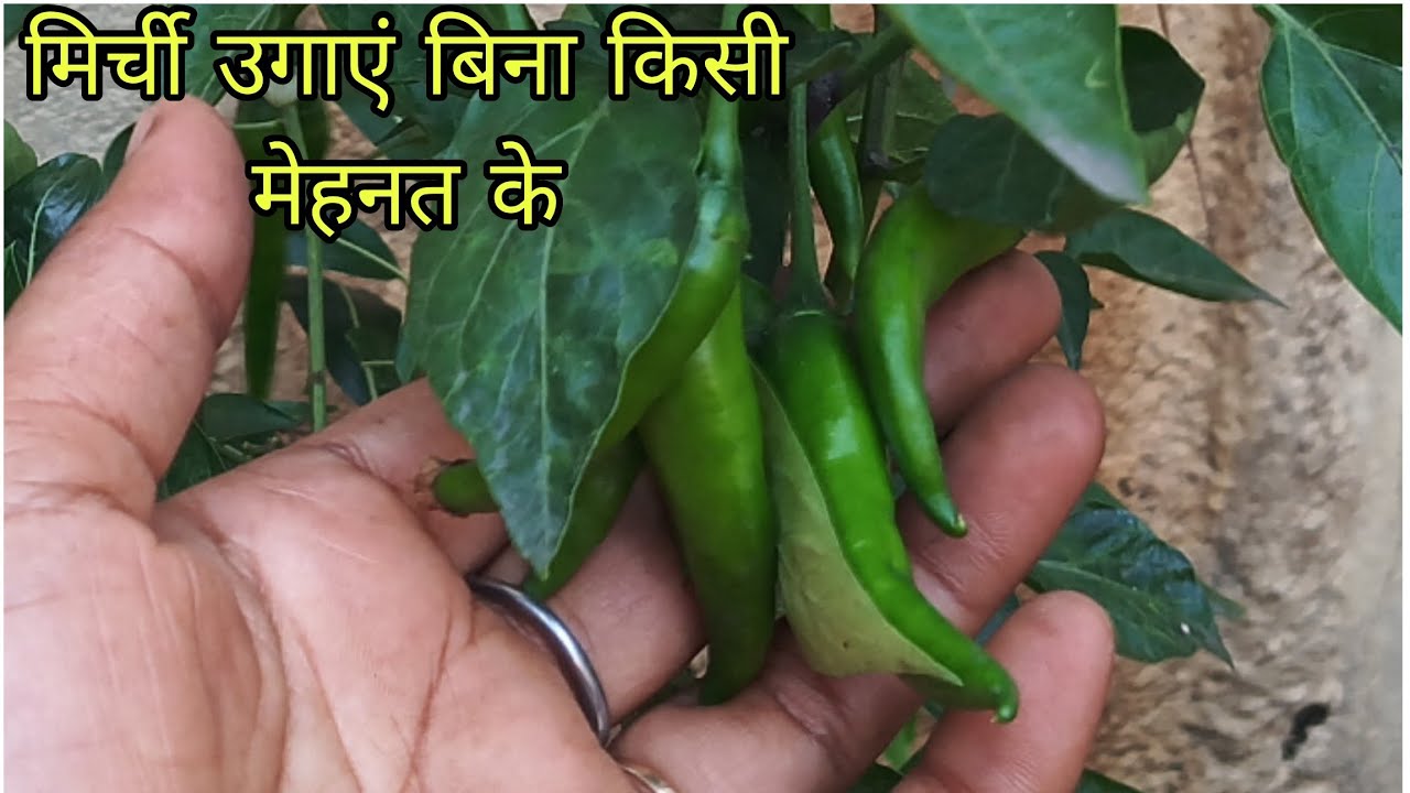 घर के रखे मिर्ची से उगाएं मिर्ची आसानी से और पाए ढेर सारी मिर्ची।How To Grow 🌶️ Chili At Home।