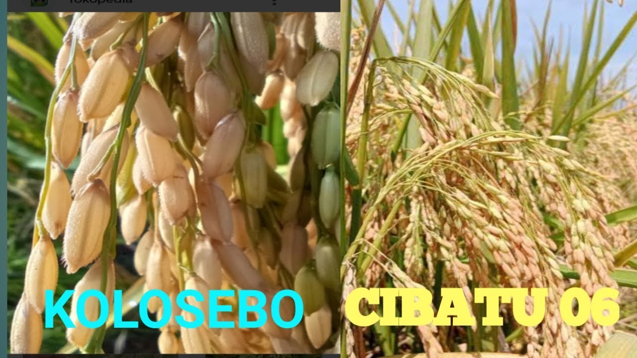 PERBANDINGAN PADI KOLOSEBO DAN CIBATU 06 UMUR 80 HST