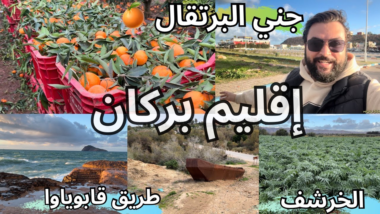 موسم جني البرتقال في ضيعات بركان🍊مرورا بحقول الخرشف ومناطق أخرى في الطريق إلى قابوياوا 🇲🇦جولة ممتعة👌