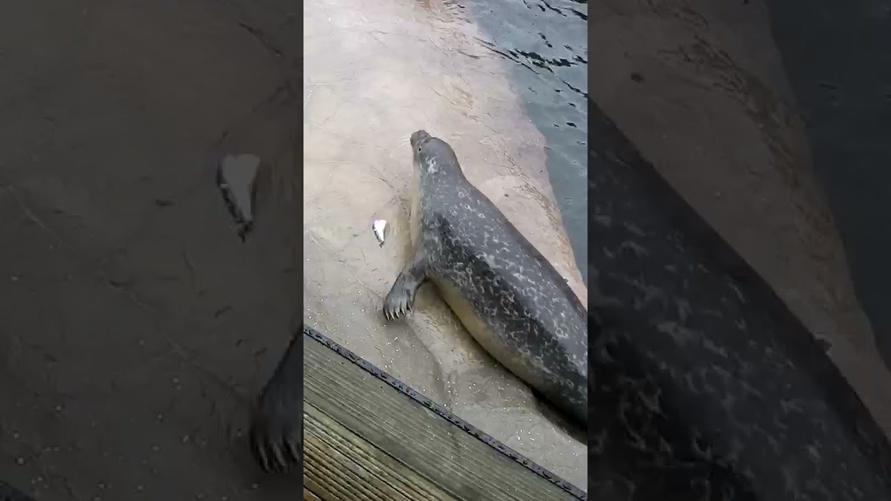 Breakfast with the seals