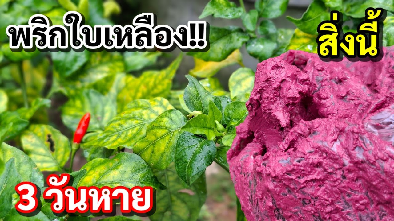 วิธีรักษาอาการพริกใบเหลืองใบหงิกใบงอทำได้ง่ายๆ แค่ใช้สิ่งนี้ ผสมน้ำฉีดพ่น 3 วันหาย