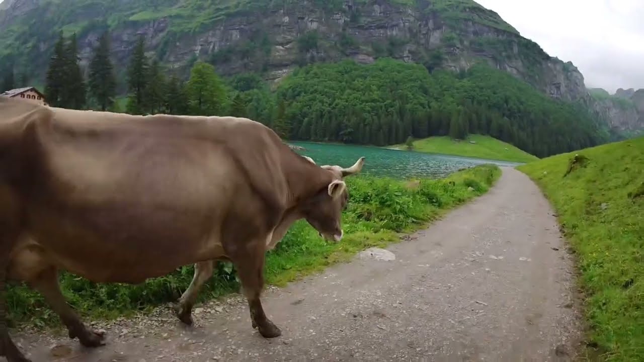 Even a Cow can do this Hike: Seealpsee to Berggasthaus Mesmer #swissalps #switzerland #hiking #cow 