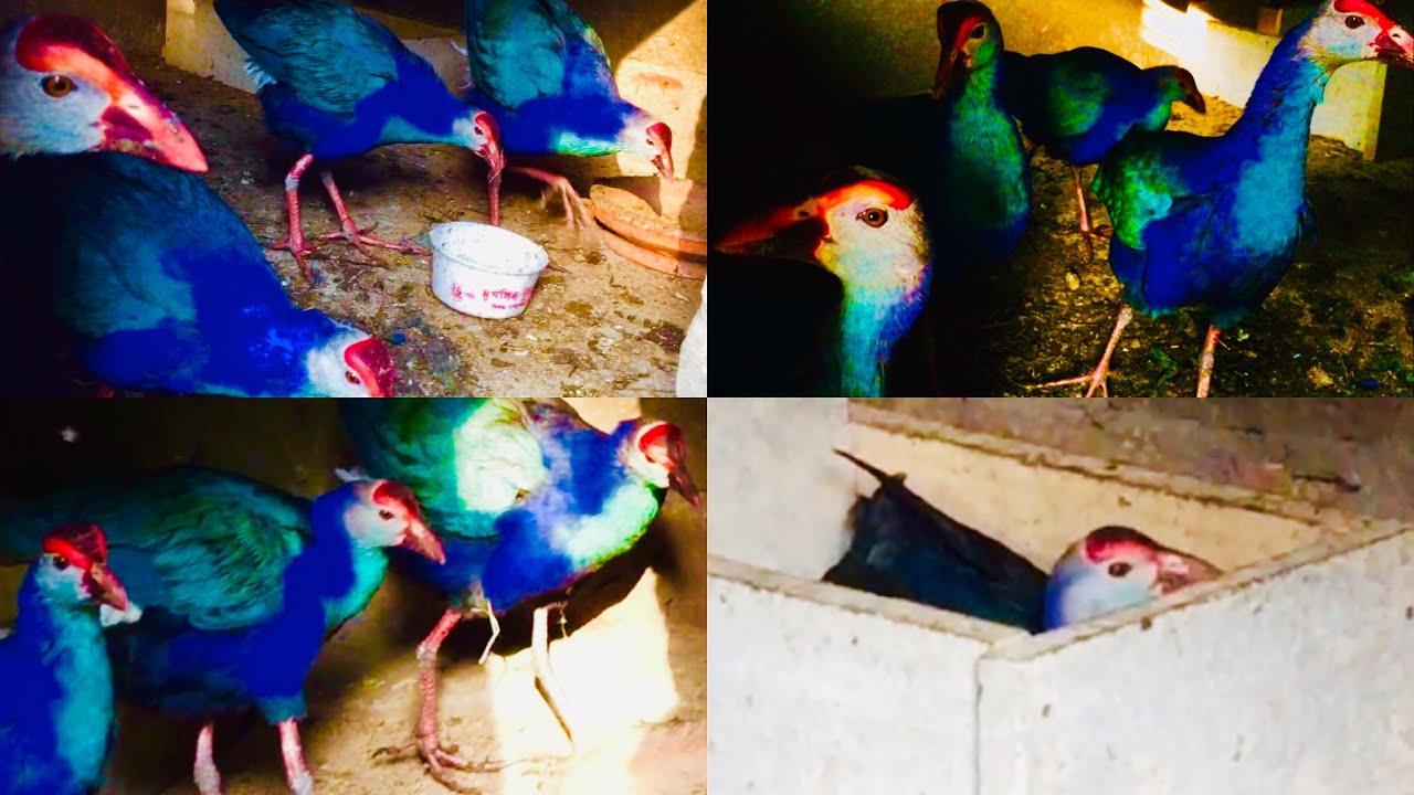 কালিম পাখি পালন পদ্ধতি ।কালিম পাখির খাবার ।কালিম পাখির বাচ্চার দাম ।Kalim pakhi