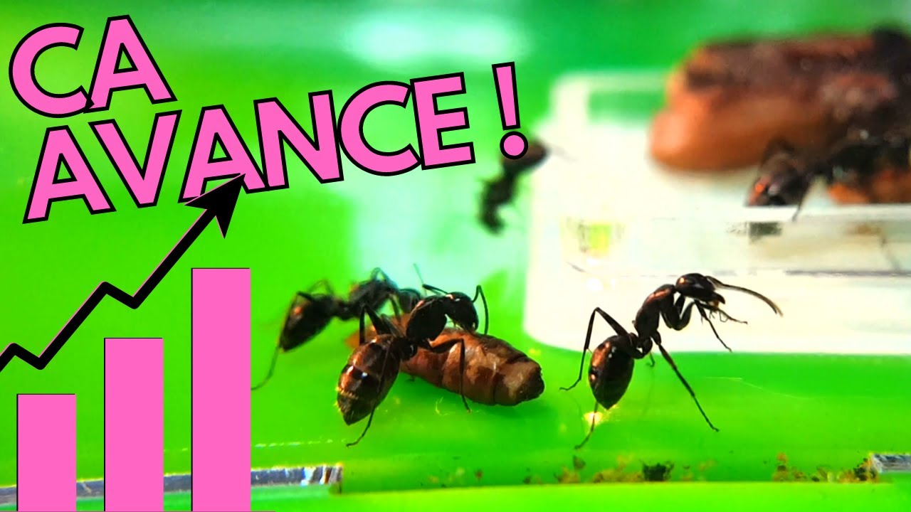 Camponotus vagus, une année après !