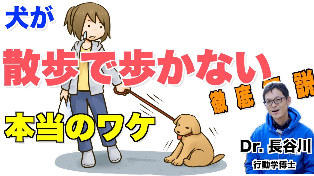 犬が散歩で歩かない本当のワケを徹底解説【子犬のしつけの決定版】あなたの家の犬にも当てはまるところがあるかも！？
