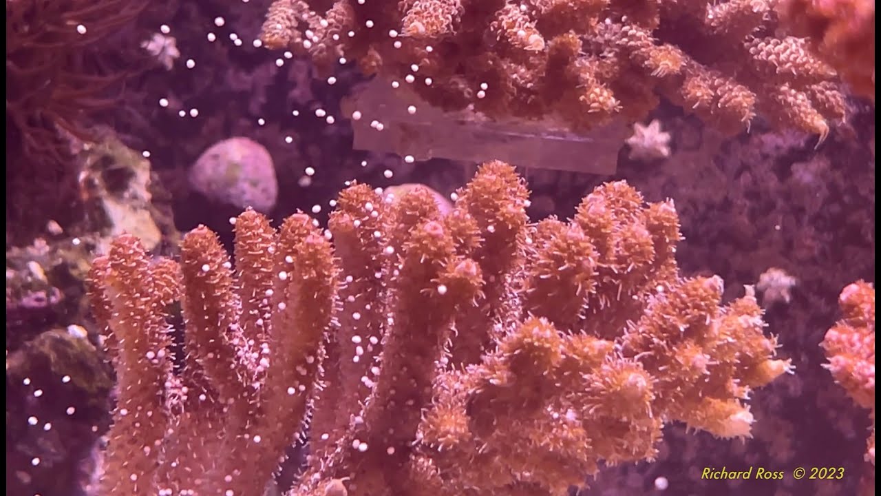 Coral Spawning and Rearing in Home Tank - Richard Ross