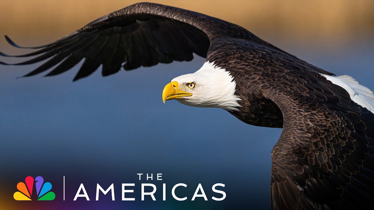 Tom Hanks Narrates the Plight of the Bald Eagle Who Can't Fish | The Americas | NBC