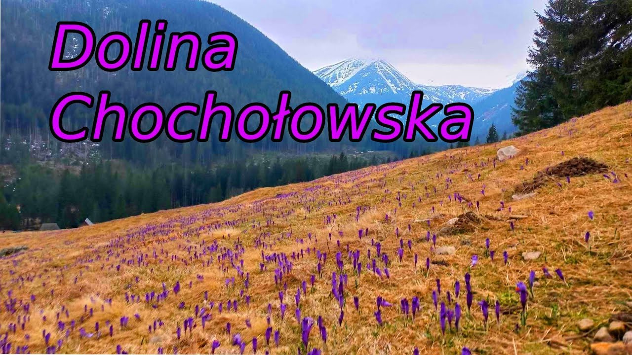 Dolina Chochołowska -Krokusy -Tatry