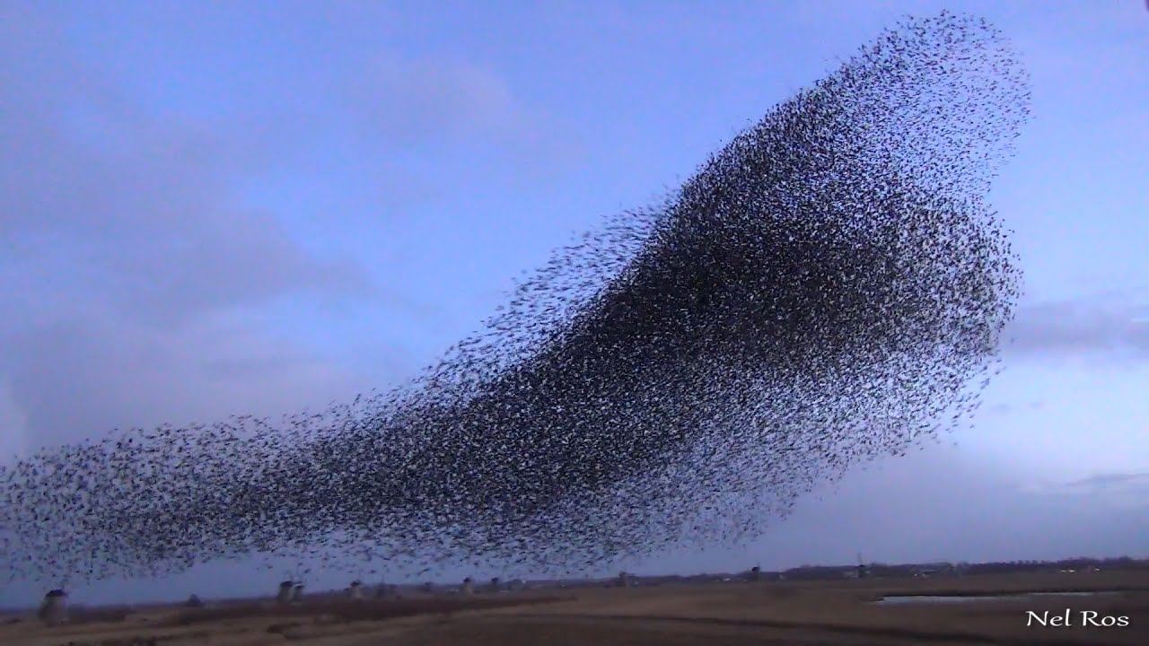 Spectaculair Starling murmeration behind the house 1080 p50 HD