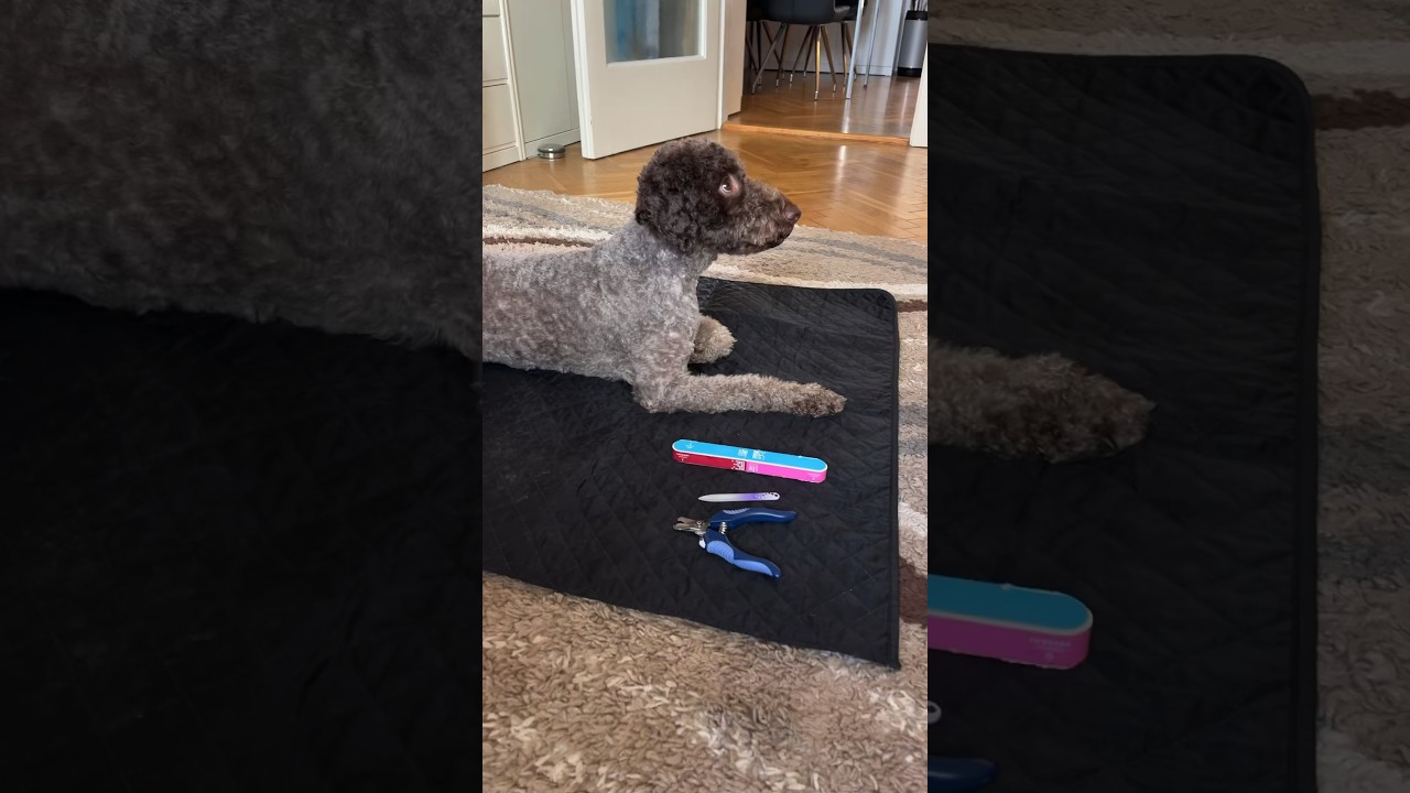 Dog Mom vs Dog Dad: Cutting nails      #lagottoromagnolo #lagotto #grooming #funnydogvideos