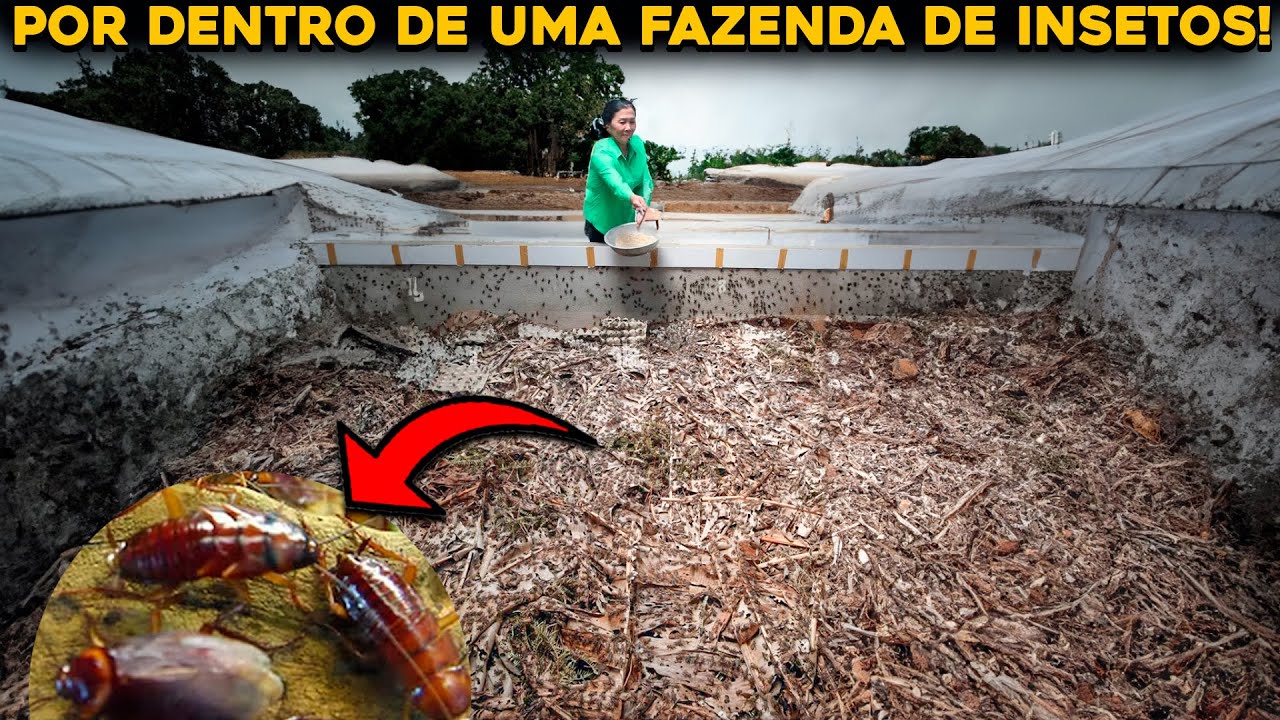 COMO FUNCIONA UMA FAZENDA DE INSETOS PARA ALIMENTAÇÃO?