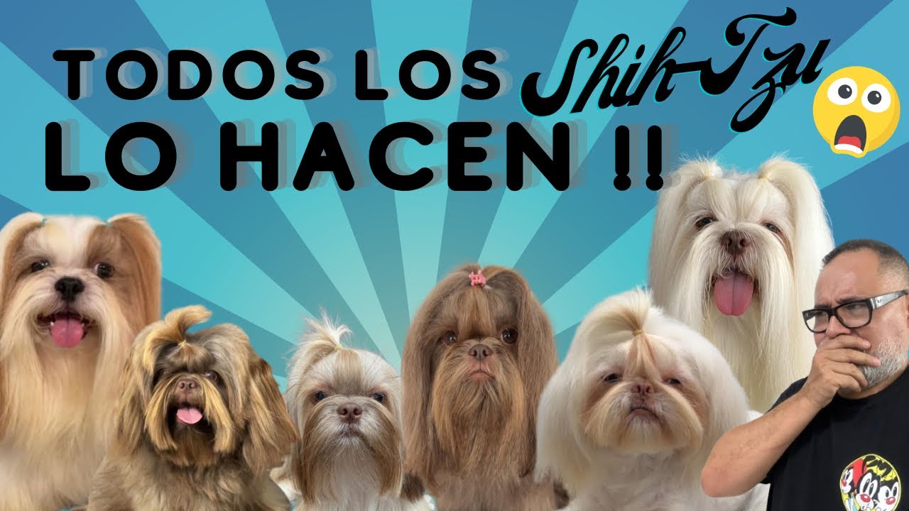 TOP 10 COSAS que HACEN TODOS los Shih Tzu by Alex Santillana