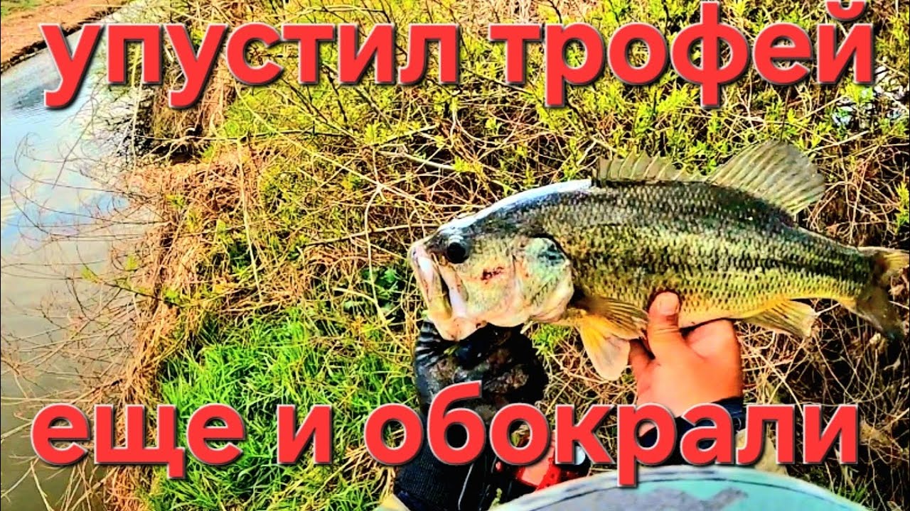 Упустил огромного сазана... ещё и обокрали #рыбалка #fishing #fishingkorea #slingshotfishing