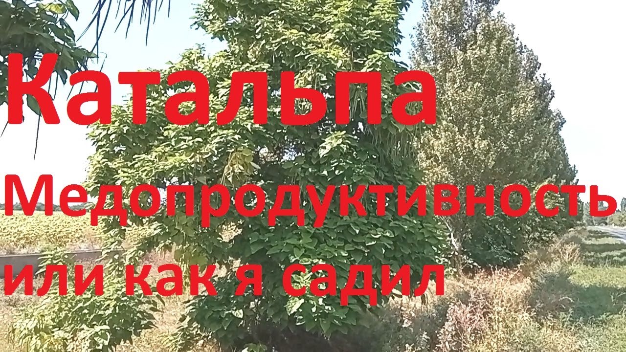 Какая медородуктивнось катальпы. Или как я садил Катальпу