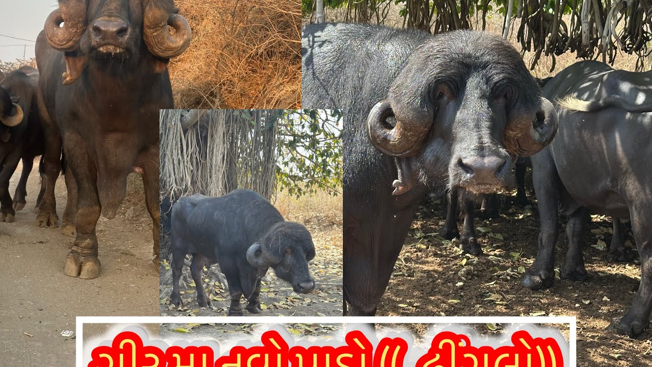 ગીર મા આજ હું નવો 😂 પાડો લાવ્યો (ઢીંગલો)😀❤️