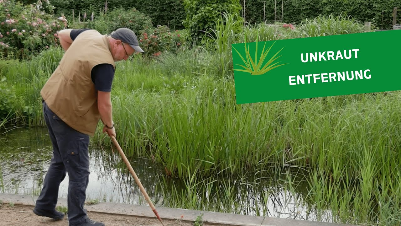 Unkrautentfernung 🌱🛠️ auf wassergebundenen Wegedecken