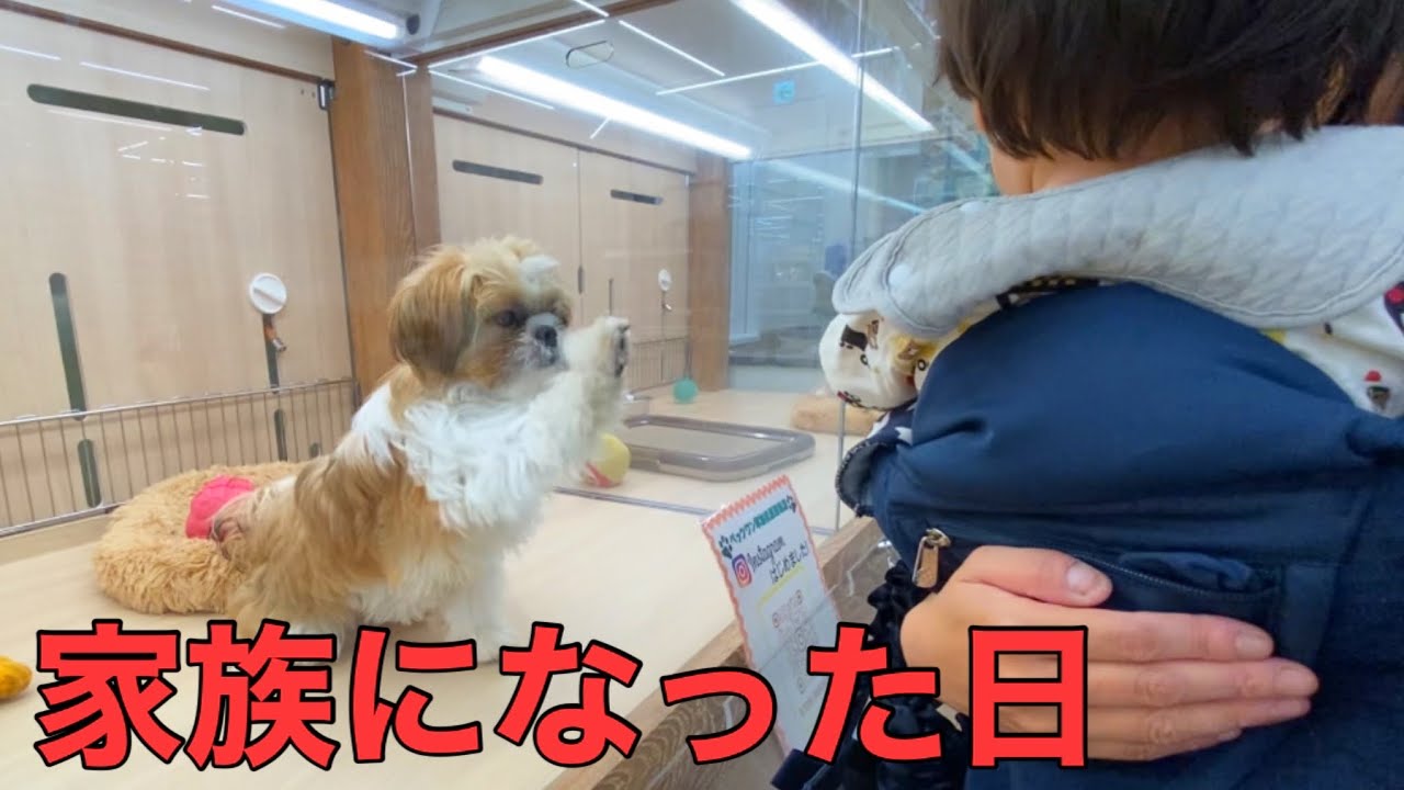 この子を家族として迎え入れた日の出来事【1歳の息子との相性が決め手でした】