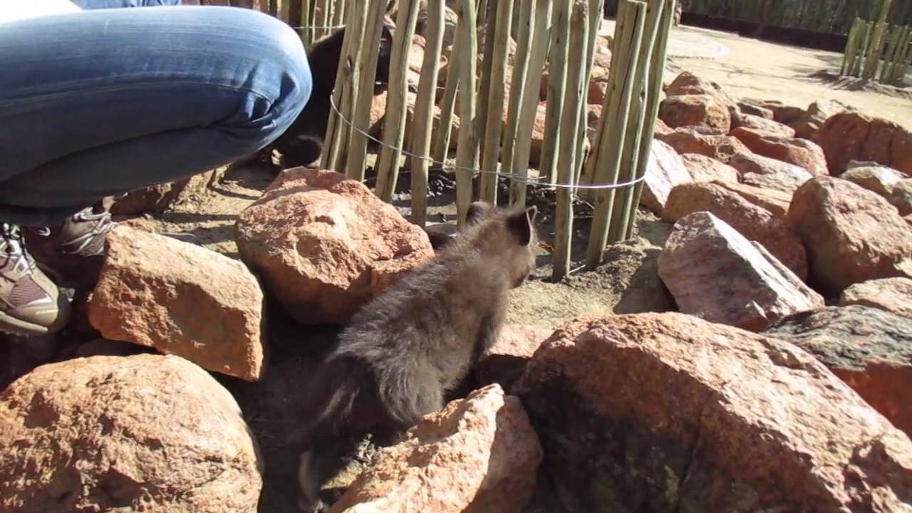 Life of a Baby Hyena