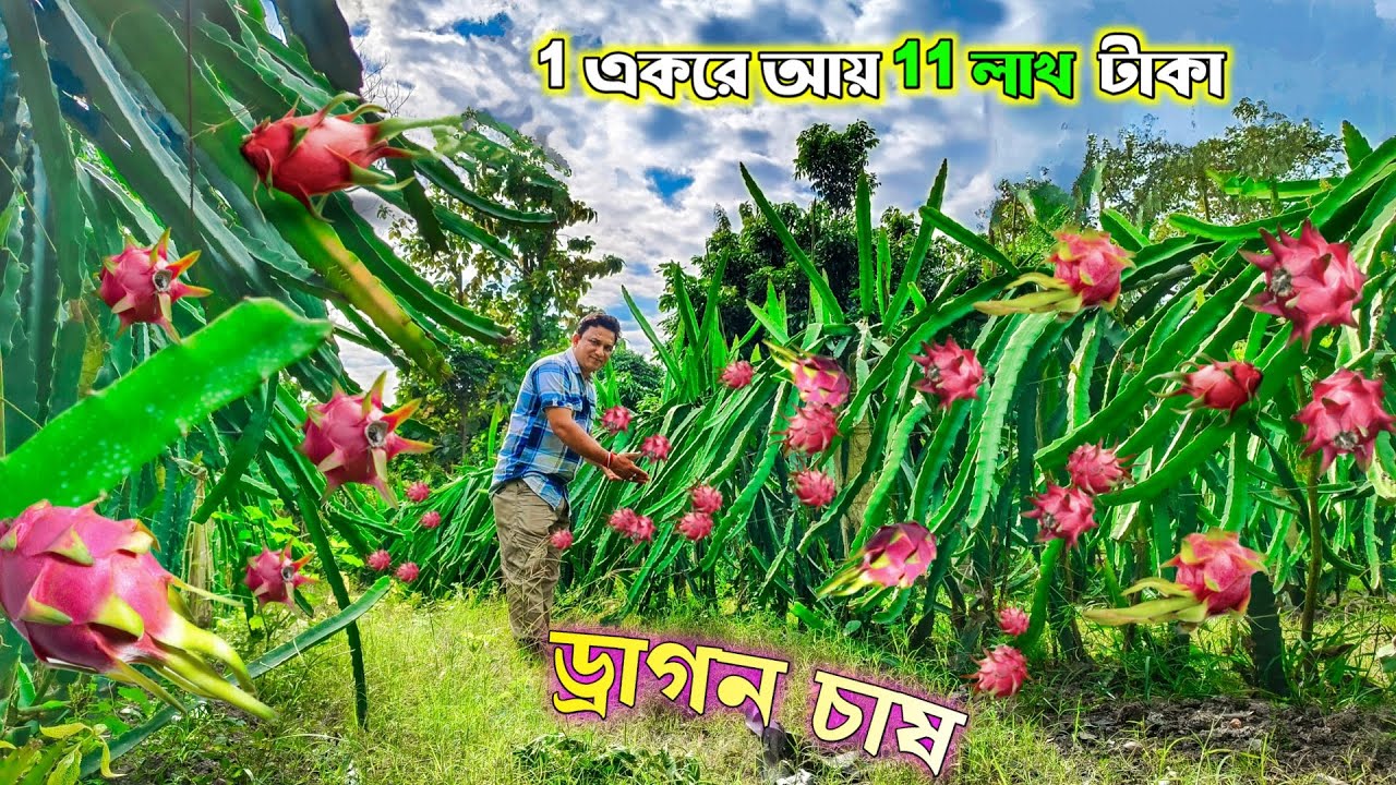 ড্রাগন চাষ করে লাখপতি নদীয়ার প্রসেনজিৎ অধিকারী | Dragon Fruit Farming | Dragon Farm in West Bengal