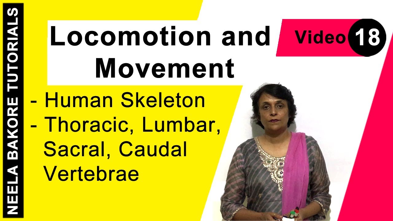 Locomotion and Movement | NEET | Human Skeleton - Thoracic, Lumbar, Sacral, Caudal Vertebrae