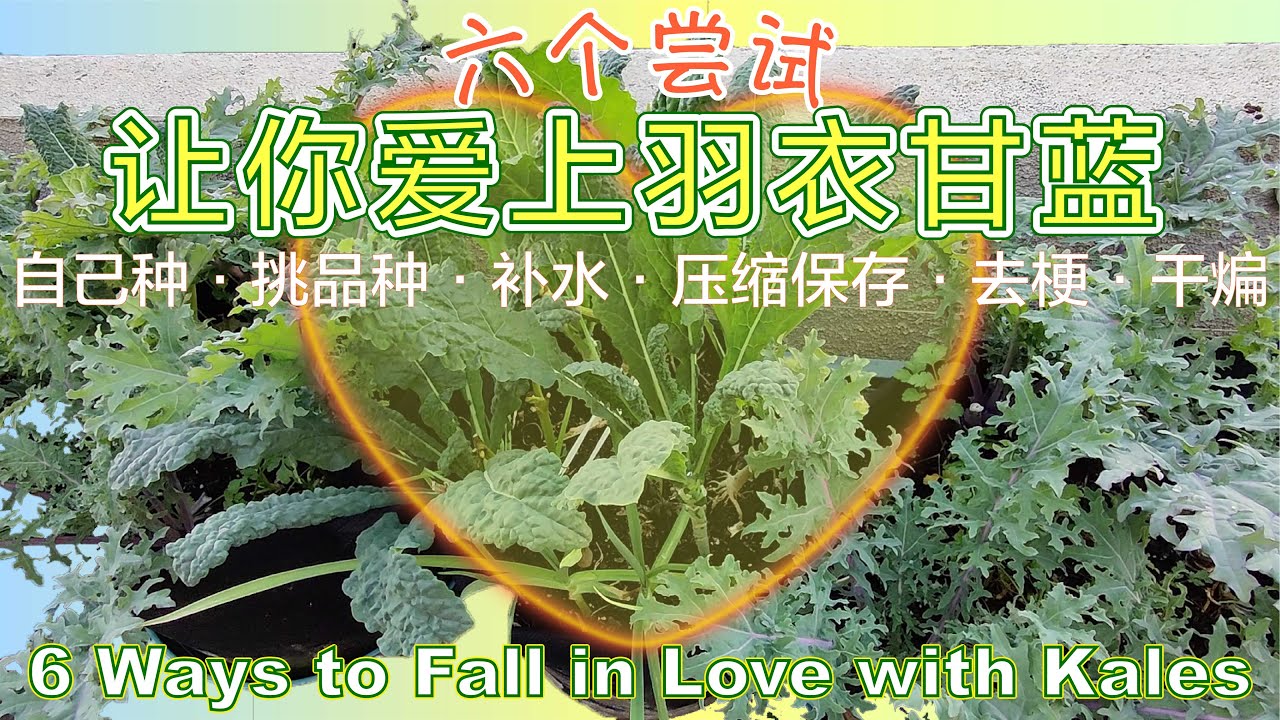 六个尝试让你爱上（更爱）羽衣甘蓝。If you don't love kale already, give them these 6 tries😊