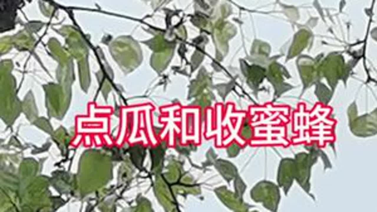今天种了1600多公里的寄过来的西瓜、香瓜。中午吃后还收了一箱蜂，我们这里人吧把蜂叫人，还有什么地方和我们叫人吗？