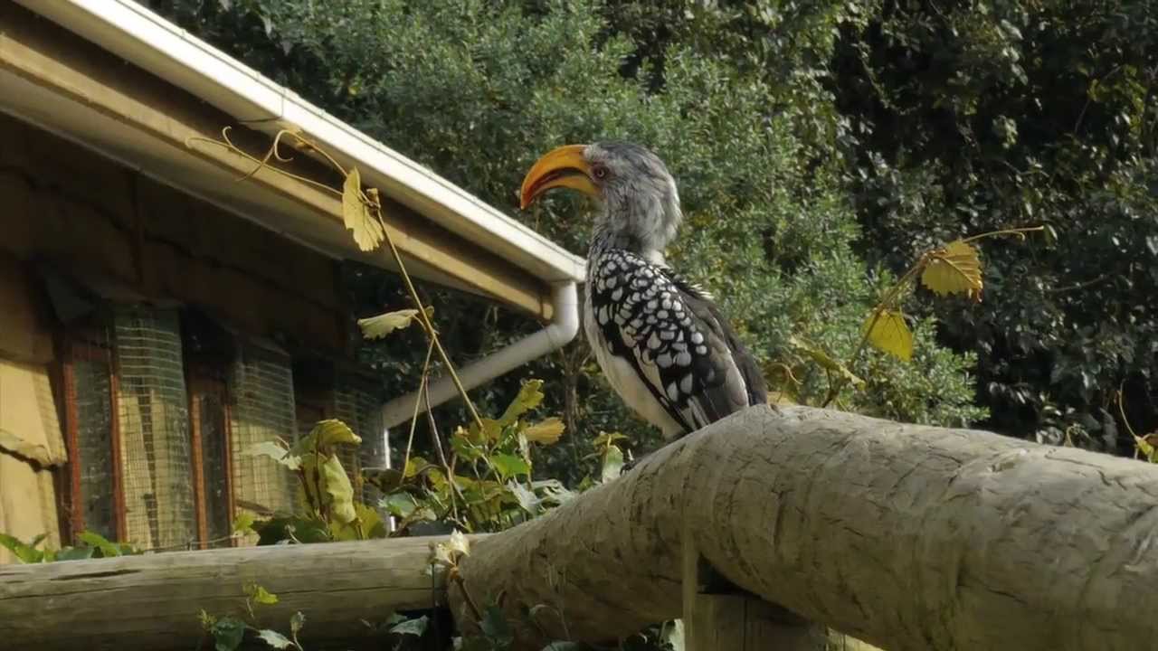 Birds of Eden: A Brief Tour