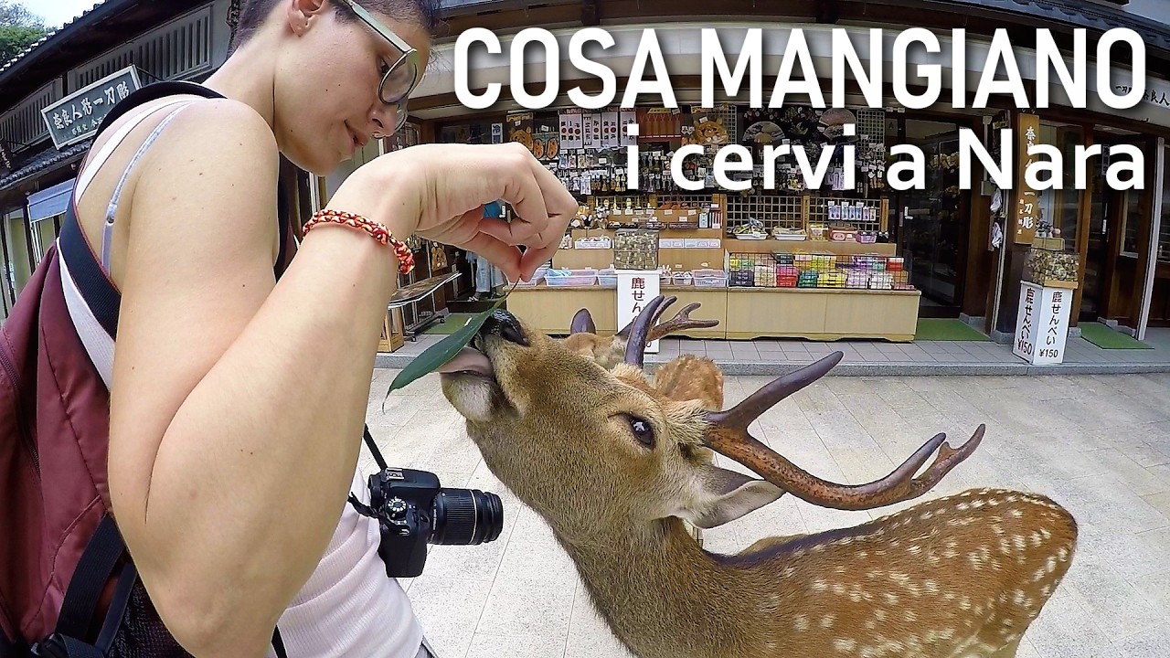 A NARA, in giro per templi e giardini (assediati dai cervi!) - Ep. 14