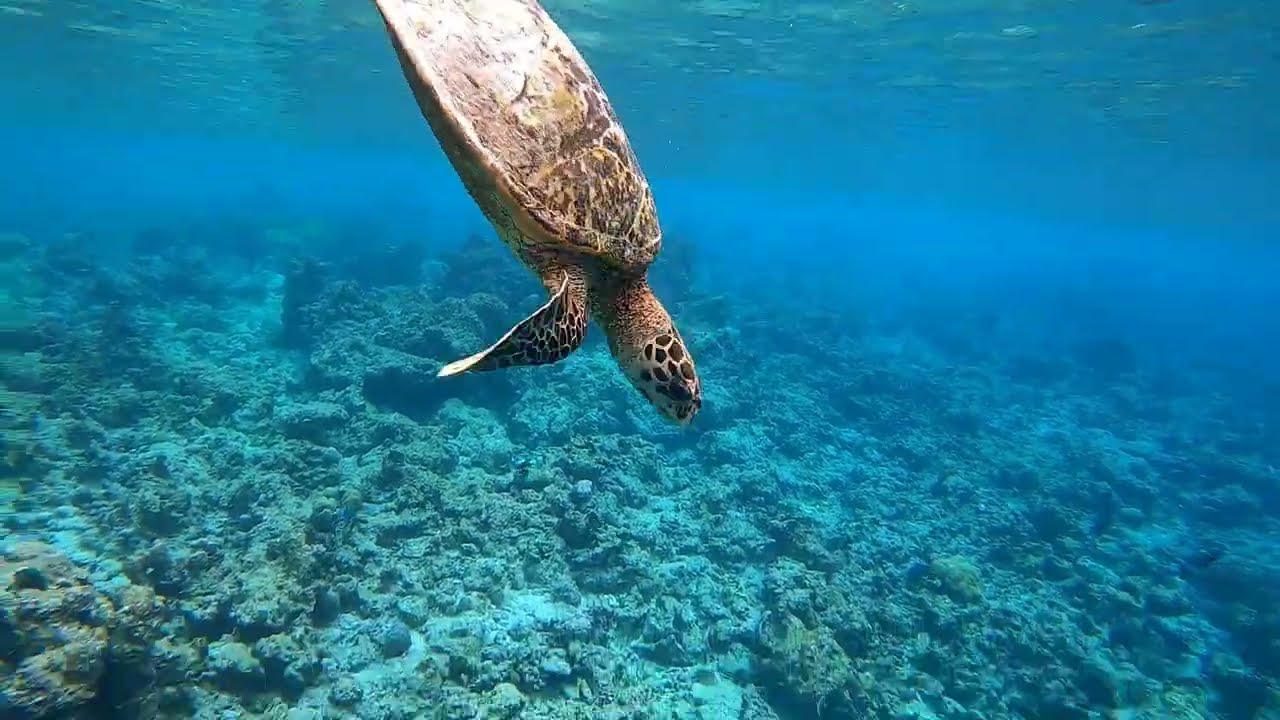 Oblu Nature Helengeli, Maldives House reef 2020